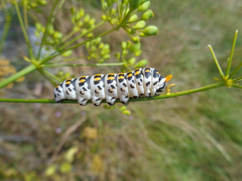 larva 5 stadio di Papilio alexanor